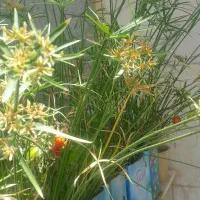 شیر مخلوط|مصالح و تجهیزات ساختمان|شیراز, کوی آزادگان|دیوار