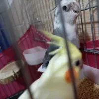 عروس هلندی و مرغ عشق دستی|پرنده|سیرجان, |دیوار