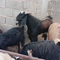 کهره نر|حیوانات مزرعه|شیراز, سعدیه شمالی|دیوار