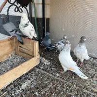 چند تا کفتر