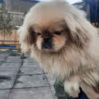 پیکینیز امپریال وارداتی