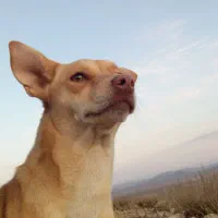 سگ پاکوتاه