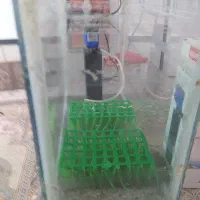 آکواریوم|ماهی|بوکان, |دیوار