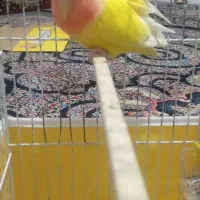 مولد برزیلی