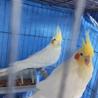 عروس هلندی فول مولد بشرط