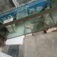 آکواریوم