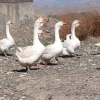 تخم قوغاز اکراینی وافریقایی