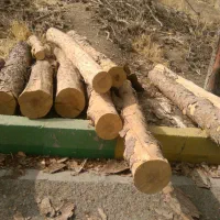 خرید چوب و الوار|خدمات باغبانی و درختکاری|اقبالیه, |دیوار