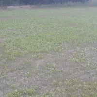 نشاکاهو درجه یک