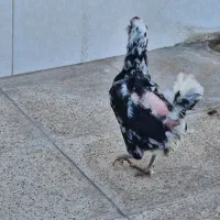 فروش ۳ مرغ و یک خروس گلین|حیوانات مزرعه|بندر ماهشهر, |دیوار