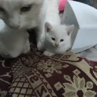 ۳تابچه گربه