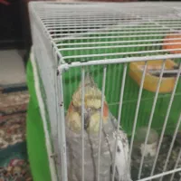 یک جفت عروس هلندی سالم بالغ