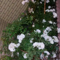 اجاره مغازه ۲۴متری واقع در گلباران