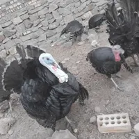 بوقلمون برنز سینه پهن