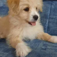 واگزاری رایگان سگ میکس تریر، پودل، شیتزو. ‌