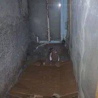 کبوتر سینه‌ای اصل