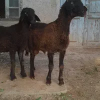 بره نر قربانی