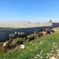 بزوبیگ|حیوانات مزرعه|دزفول, |دیوار