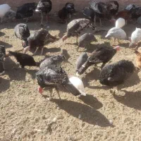 بوقلمون فروشی|حیوانات مزرعه|سبزوار, قصبه شرقی|دیوار