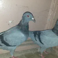 ده عدد کفتر برا نوبازی قیمت مناسب|پرنده|گلبهار, بیزکی|دیوار
