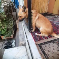 سگ نر اشپیز روباهی|سگ|گرگان, |دیوار