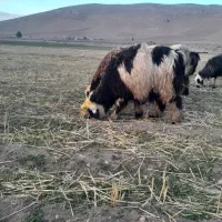 شیشک قوچ ،بره قوچ،میش وبره