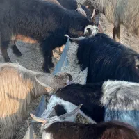 تعدادی قوچ،بز با بزغاله، شک، بزغاله، بز خشک