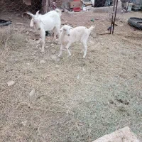 فروش دوراس بزغاله نروماده سانن|حیوانات مزرعه|فردوس (خراسان), |دیوار