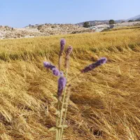 باقله اش کارده نخود گرم  خورده برنج|خوردنی و آشامیدنی|شیراز, شهرک مدرس|دیوار