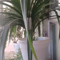 گل زیبا وقشنگ و اپارتمانی