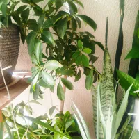 گل طبیعی|گل و گیاه طبیعی|شاهینشهر, حافظ جنوبی|دیوار