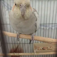 عروس هلندی|پرنده|رباط‌کریم, الارد|دیوار