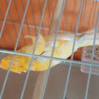 سلام دوتا قناری نر و ماده آدرس گویم