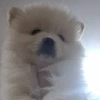 سگ پامرانین