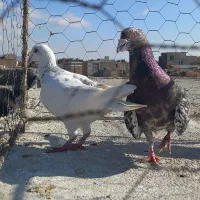 کبوترر|پرنده|اسفراین, |دیوار