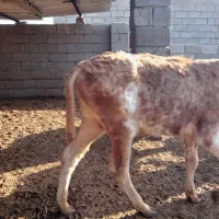 گاو نر به شرط سالم