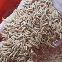 جو زرد دم سورتینگ زده و معاوضه