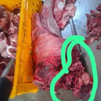 مغز تازه زبان گوساله کشتارروز آلایش بره|خوردنی و آشامیدنی|تهران, بهمن یار|دیوار