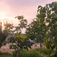 فروش باغ وایقان شبستر جاده گاز شرفتین|فروش خانه و ویلا|شبستر, |دیوار