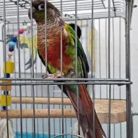 طوطی گرینچیک نر با تست تعیین جنسیت