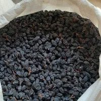 مویز سیاه گوشتی دشمن زیاری|خوردنی و آشامیدنی|شیراز, قصرالدشت|دیوار