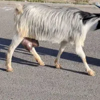 بز زایده با بزغاله ماده خیلی شیرا به زمانت