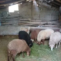 گوسفند زنده