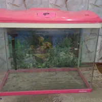 آکواریوم شیشه خم شرکتی