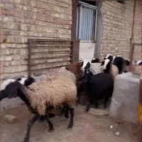 خانواده شال اصیل در مهریز