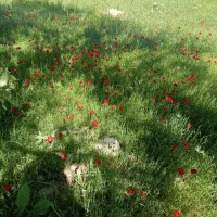 سرکارگر کشاورزی فقط اطراف سرپل