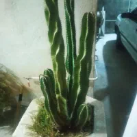 درخت کاکتوس|گل و گیاه طبیعی|وحدتیه, |دیوار