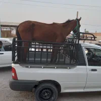 شادگان