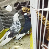 کبوتر پرشی ساعت سنگین