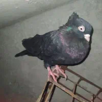 کبوتر طوقی روی جوجه|پرنده|یاسوج, |دیوار